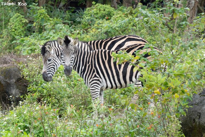 1月31日國際斑馬日 北市動物園邀民眾當「識圖老馬」 3 台北市立動物園照養的查普曼斑馬屬於平原斑馬的亞種。圖/台北市立動物園提供
