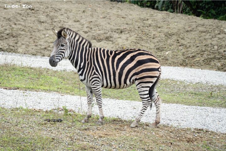 1月31日國際斑馬日 北市動物園邀民眾當「識圖老馬」 4 查普曼斑馬臀部的白色條紋有咖啡色暈染般的特徵。圖/台北市立動物園提供