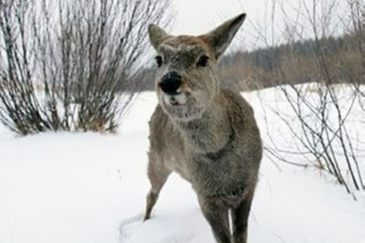  狍子會利用前肢刨雪，挖出淺坑作為「雪地睡袋」，藉由雪層隔絕寒風、保持體溫，維持良好視野以防天敵。圖/取自愛讀書的北極星微博