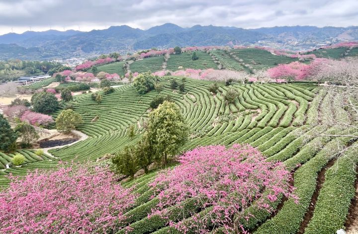 台品櫻花茶園已為「十大賞櫻基地」及「最美櫻花勝地」。梅花新聞網/曾梧炫攝