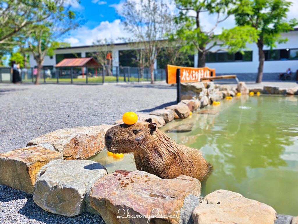 動物保護與人道關懷至上 九九峰動物樂園助宜蘭萌寵農場度難關 4 S 15048785 1024x768 1