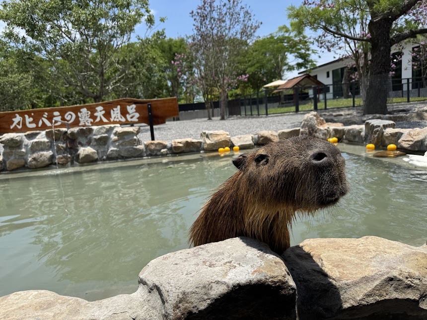動物保護與人道關懷至上 九九峰動物樂園助宜蘭萌寵農場度難關 5 S 15048797
