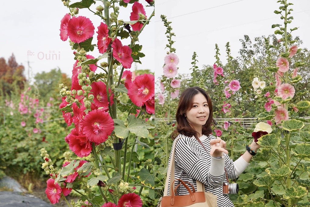 走春首選 彰化田中窯蜀葵花海盛開迎客 5 52A6DBF2 30DC 4D46 9142 3785BAD021A7