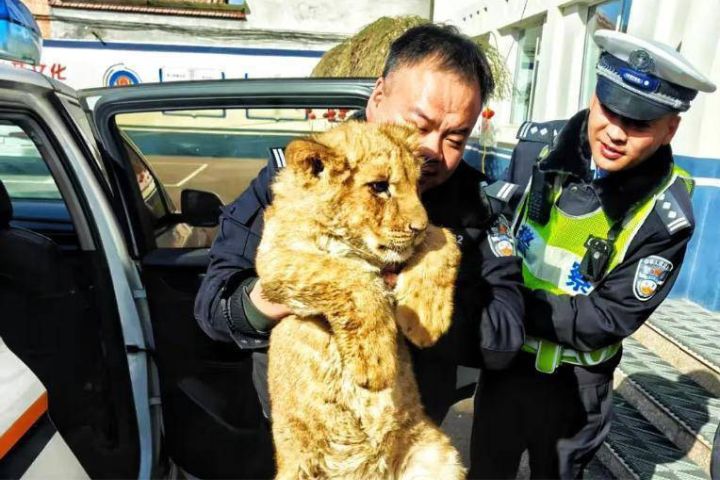 高速交警和屬地派出所配合，成功處置幼年非洲獅遺失事件。圖/取自晉城自然資源局