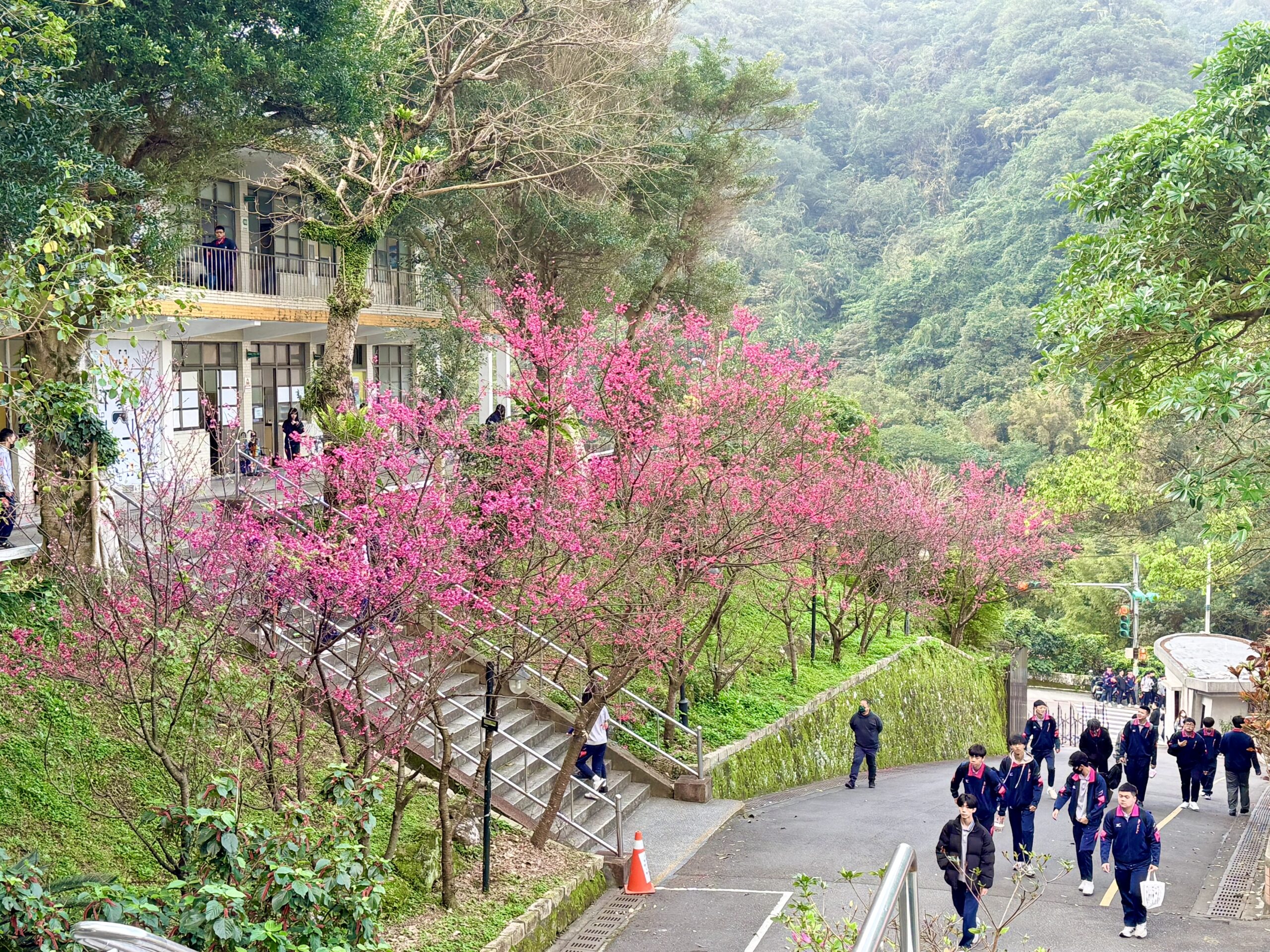 二信櫻花綻放喜迎開學日 師生感恩孝順馬年向前行 12 3D52BEA0 204E 4241 8B58 95B84A4783B5 scaled