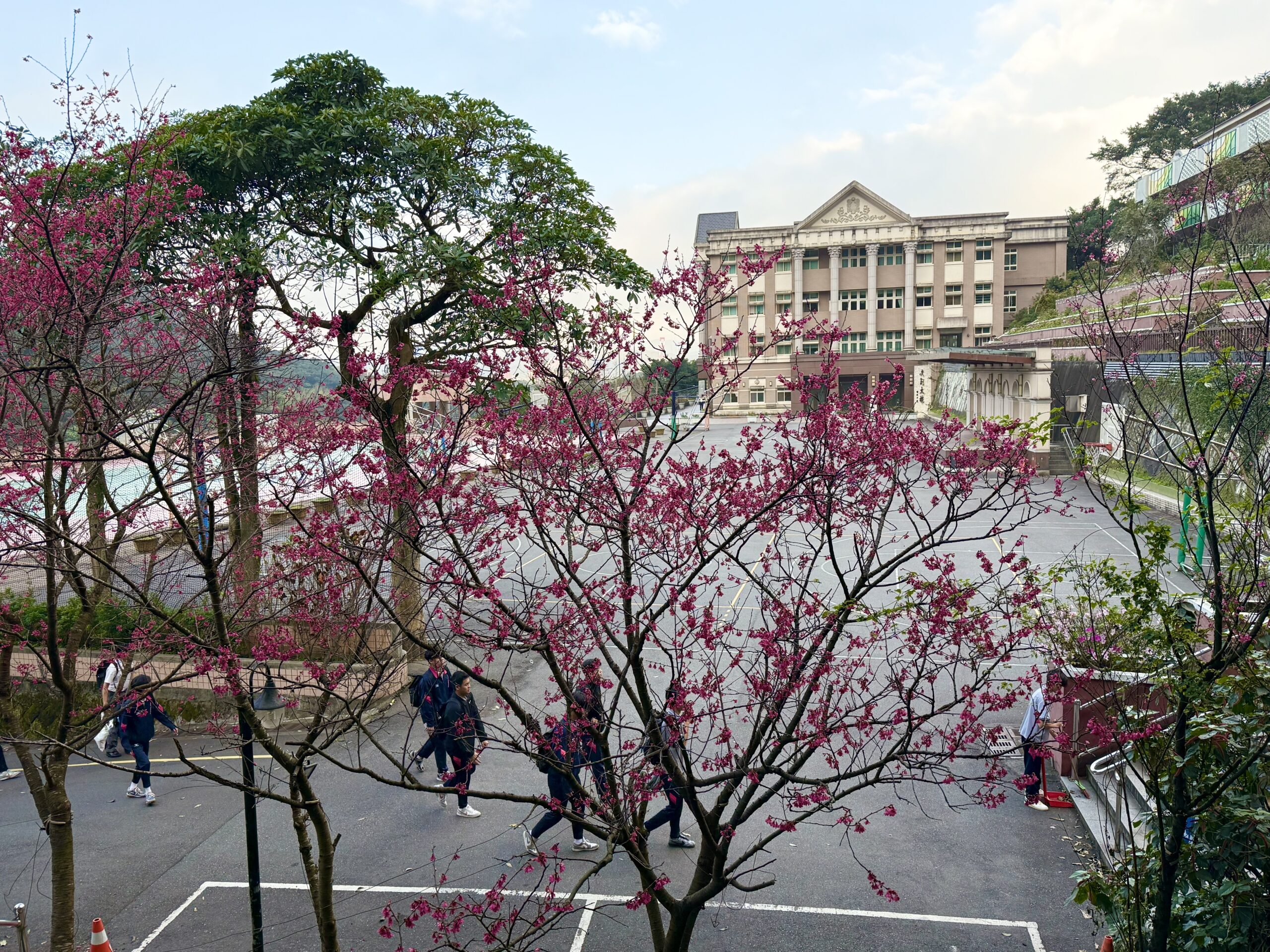 二信櫻花綻放喜迎開學日 師生感恩孝順馬年向前行 13 71F9E2C2 CF7E 4F98 BAD4 9F864870DCA7 scaled