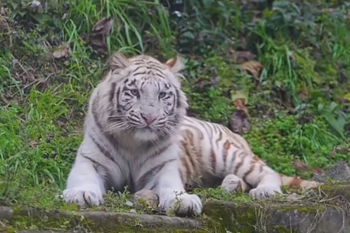  「白虎妹妹」常面無表情、眼神冷冷的，被取名為「不高興」。圖/取自中新社影片