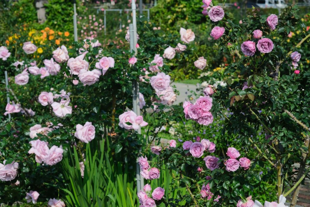 9816dbd9 1e08 4175 95b7 6f26c98f327d 1024x683 1