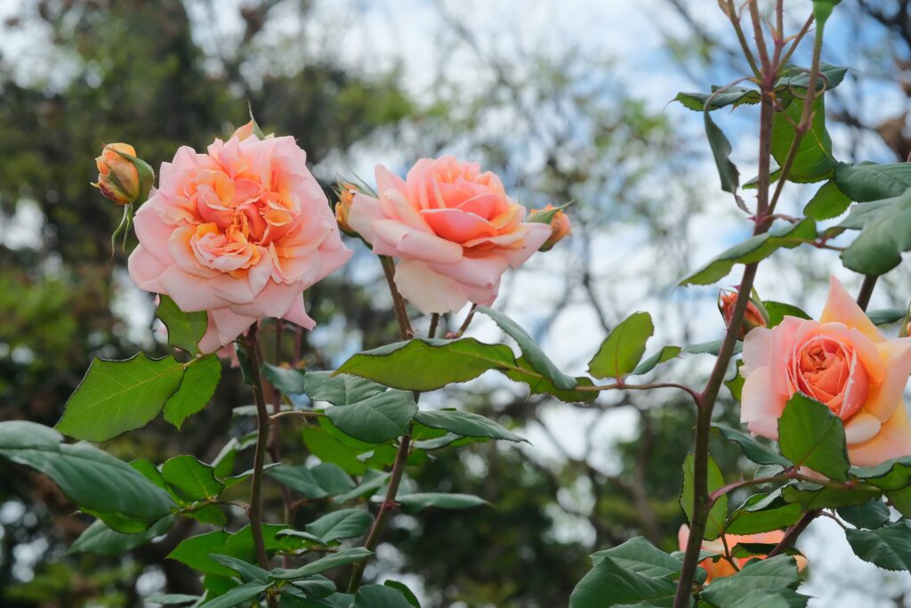 bdc5cb1c 6391 4c82 81e9 504fc88f4ccb 1024x683 1