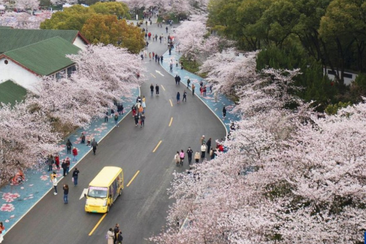 景區的群櫻綻放之際頗有詩意，吸引眾多遊客前來賞櫻遊玩。圖/取自新華社