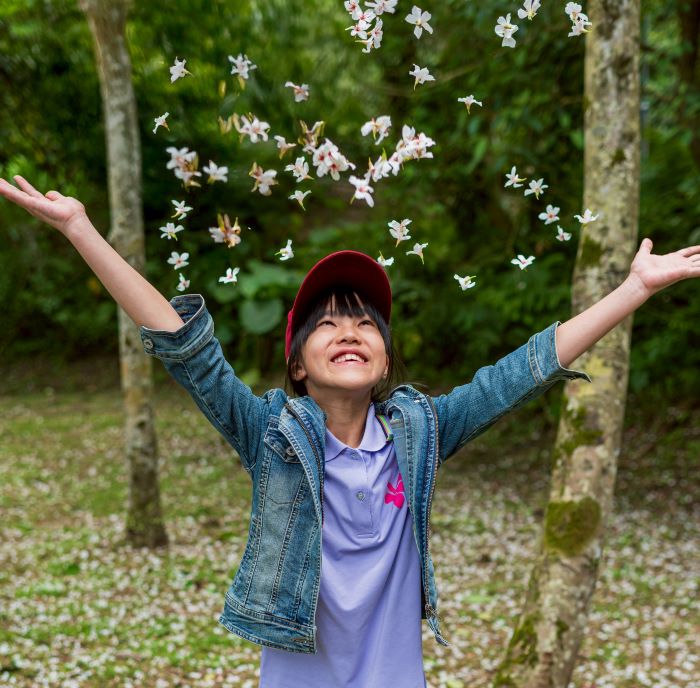 新北客家桐花祭4月登場 「發桐醬」七區接力迎五月雪 6 《圖說》每年春季油桐花盛開,雪白花瓣隨風飄落,鋪展成浪漫的「五月雪」。〈客家局提供〉