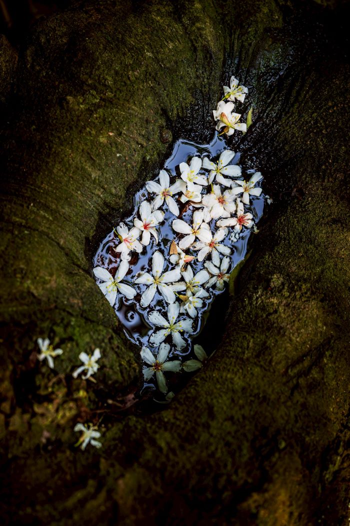 新北客家桐花祭4月登場 「發桐醬」七區接力迎五月雪 8 《圖說》新北哈客智庫團成員李懿宸,2025年在土城桐花步道拍攝桐花美景,作品《A Hakka Memory of Taiwan》,在 IPA及PX3等國際攝影比賽中獲得獎項肯定。〈客家局提供〉