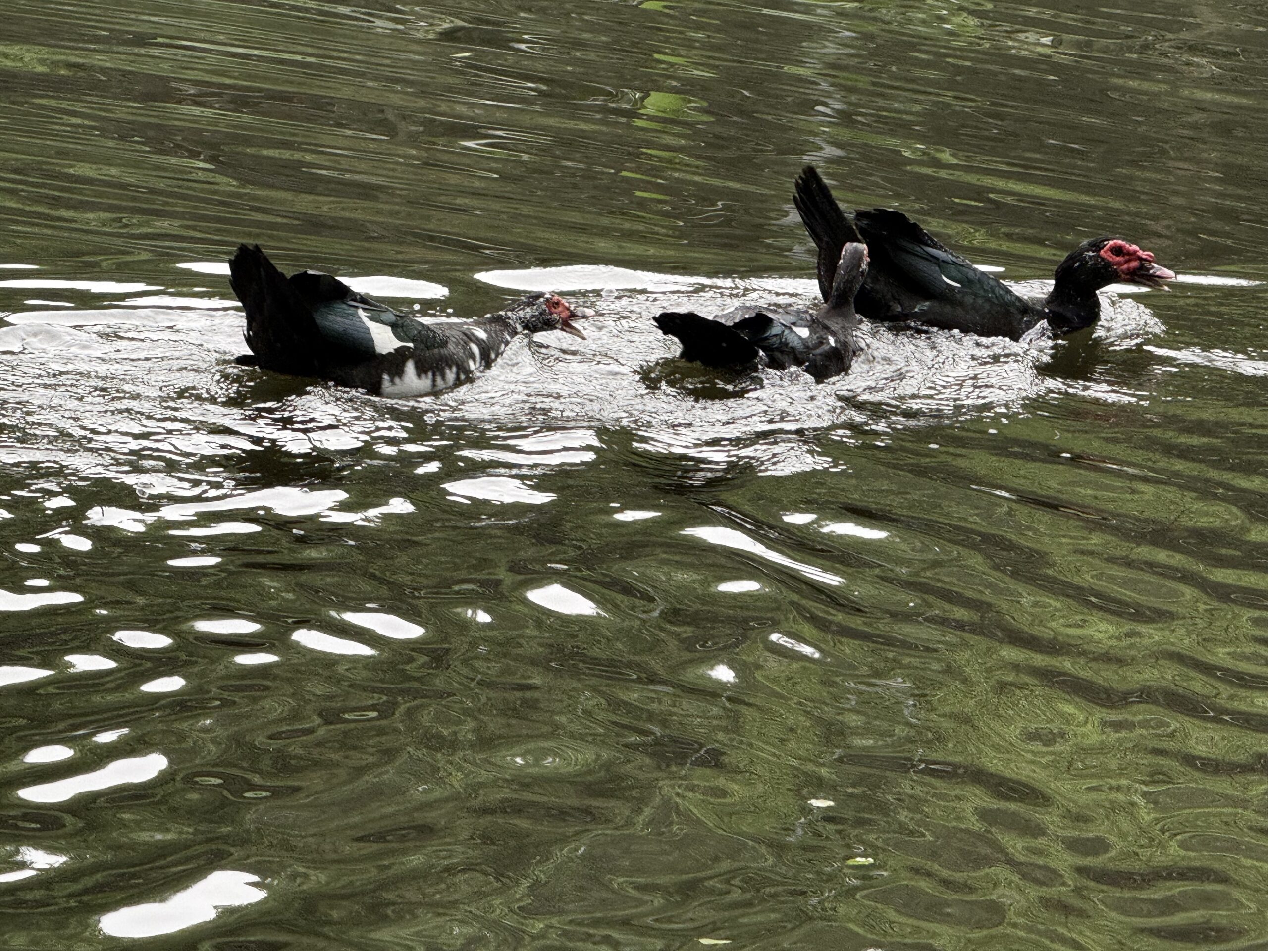 國家新城金龍湖吸引外來觀光客探索山湖生態 8 8C4B4A15 6398 4ECC 873F 7079B7AA8615 scaled