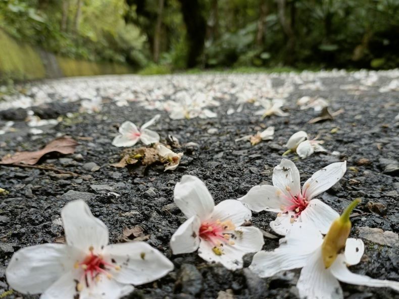 《圖說》坪林親水吊橋周邊賞螢小徑白天可賞油桐。〈坪林區公所提供〉