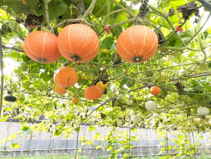 《圖說》隧道內種植超過30種南瓜。〈農業局提供〉