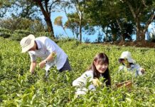 打造永續觀光城市 新北六大綠色遊程上路