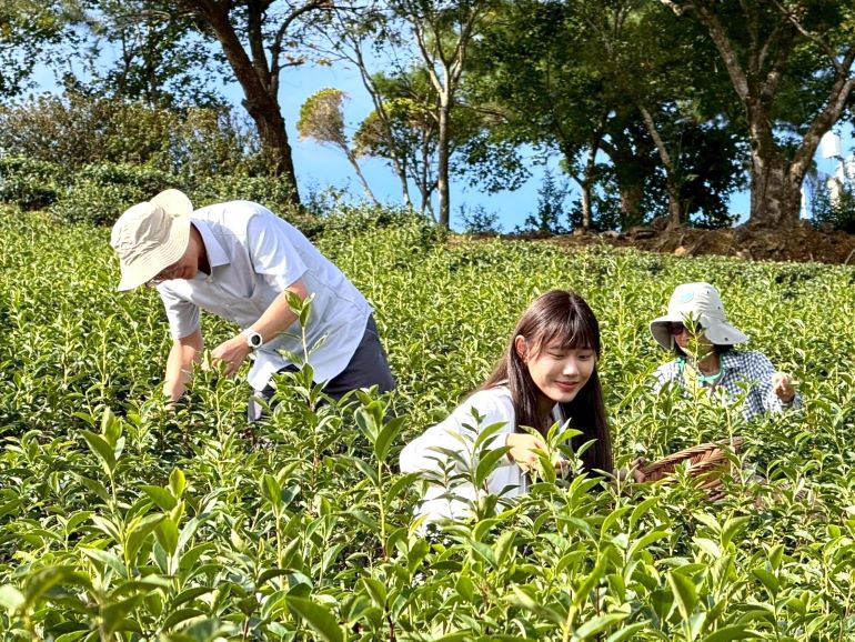 《圖說》走進坪林茶園親手採茶，體驗茶鄉慢活魅力與在地茶文化風情。〈觀旅局提供〉