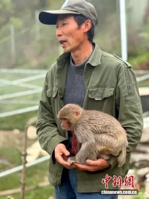 護林員救了牠 神農架小獼猴「猴健」每天「保護」他巡山 3 小獼猴「猴健」每天跟著護林員譚明寬一起巡山。圖/取自中新網