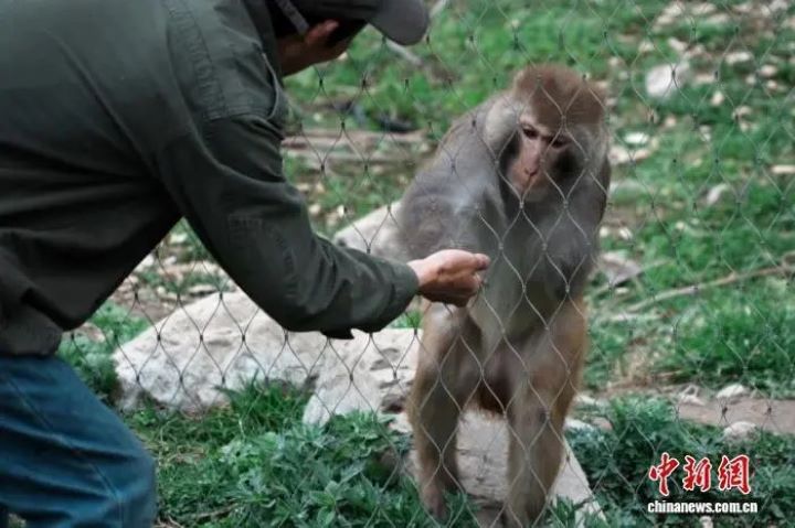 護林員救了牠 神農架小獼猴「猴健」每天「保護」他巡山 4 護林員譚明寬日夜照顧小獼猴「猴健」,從餵食、清創到陪伴復健,幾乎像照顧孩子一般細心。圖/取自中新網