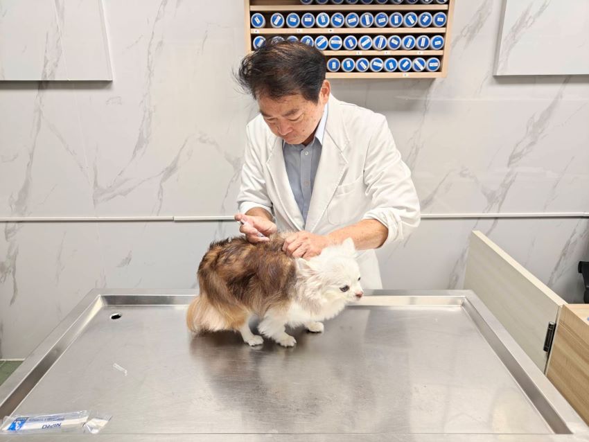 肯定獸醫守護毛寶貝健康 新北表揚20家績優動物醫院 4 《圖說》在狂犬病防疫宣導月,合約動物醫院獸醫協助飼主為家中犬隻完成狂犬病疫苗補強。〈動保處提供〉