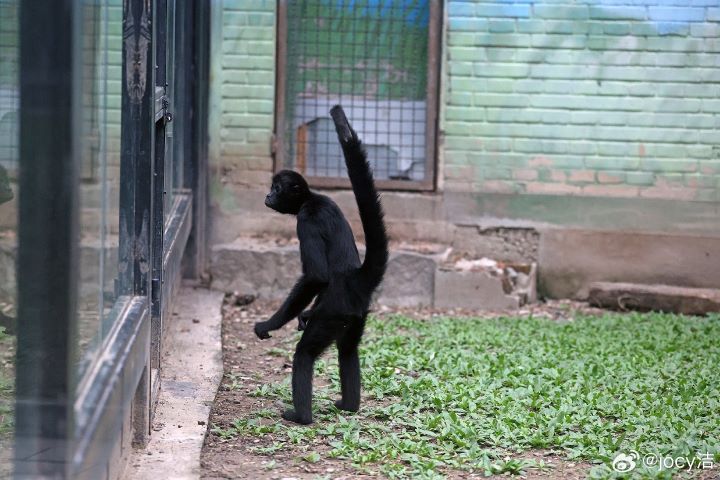 誰先放手算誰輸!蜘蛛猴與飼養員上演互抓頭髮大戰 3 蜘蛛猴擁有超靈活的尾巴,幾乎像多長了一隻手。圖/取自jocy潔微博
