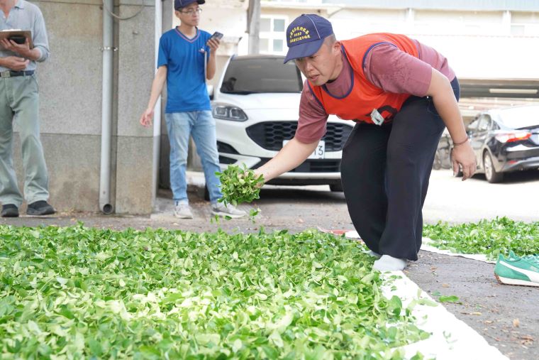 新北包種茶飄香國際茶日 張宏圩憑蘭香蜜韻奪冠 13 《圖說》透過茶葉評鑑及製茶技術競賽,輔導農民精進技術並生產在地好茶,圖為張宏圩參與全國製茶技術競賽。〈農業局提供〉