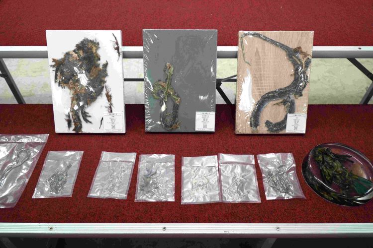 從校園扎根生態保育 新北結合講座與廊道工程防路殺 11 《圖說》動物標本展示。〈農業局提供〉